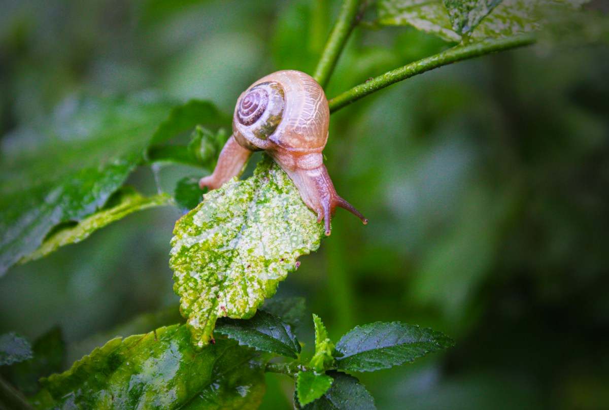Snail Secretion Filtrate (96%)